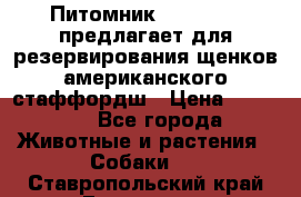 Питомник KURAT GRAD предлагает для резервирования щенков американского стаффордш › Цена ­ 25 000 - Все города Животные и растения » Собаки   . Ставропольский край,Ессентуки г.